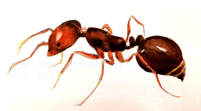 watercolor ant