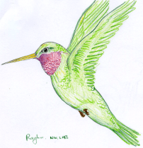 hummingbird