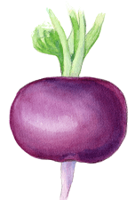 Amethyst radish -- Raghu Parthasarathy