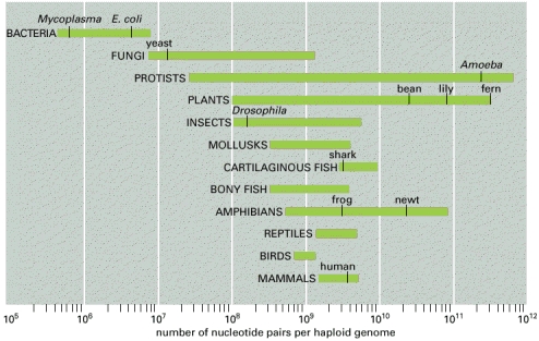 Genome size