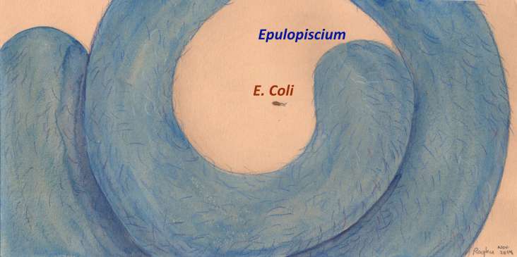 Epulopiscium labels 12Nov2014