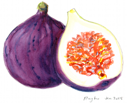 Fig (watercolor)
