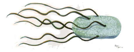 EColi_big_5Apr2015_transparent_downsample
