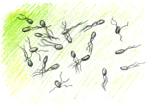 bacteria in a gradient