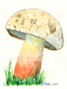 RP -- mushroom
