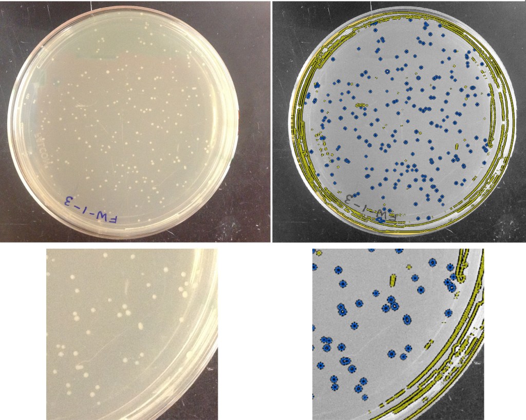 Left: a new plate image. Right: classification of objects. Blue = colonies; yellow = not-colonies.