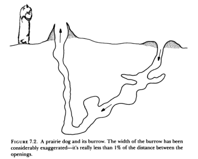 Prairie dog burrow
