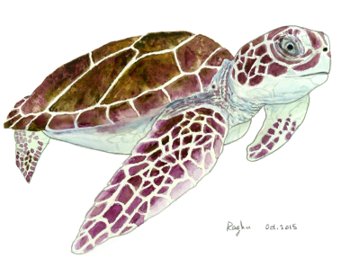 sea_turtle_30Oct2015_small