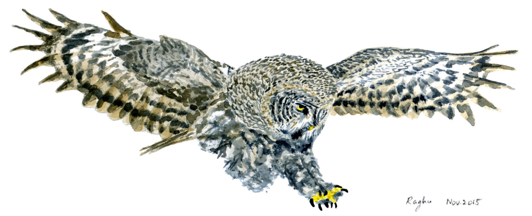 Great grey owl watercolor