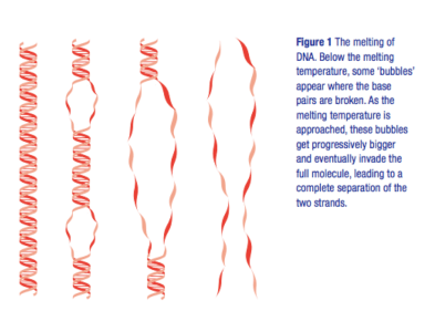 From: M. Peyrard, Biophysics: Melting the double helix. *Nat. Phys.* **2**, 13–14 (2006).