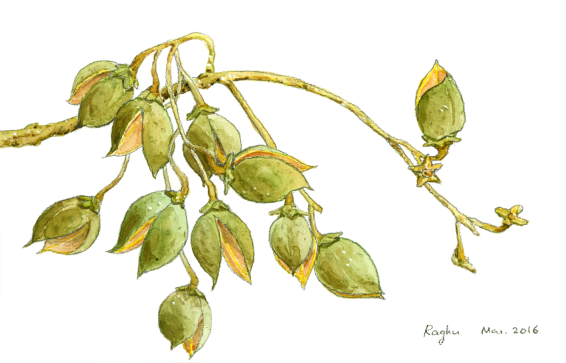 princess tree Paulownia tomentosa seed capsules March2016 small