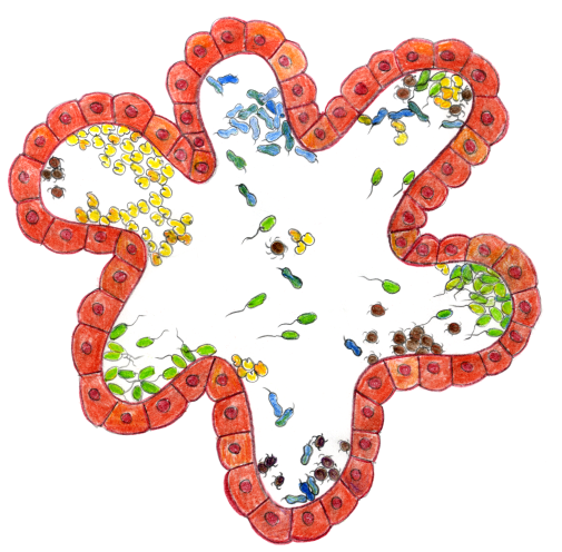 gut_slice_with_bacteria_13July2016