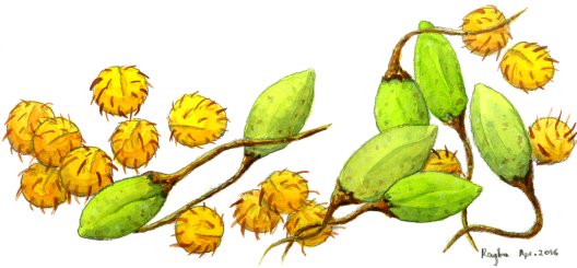 Two_species_bacteria_Like_princess_tree_Apr2016