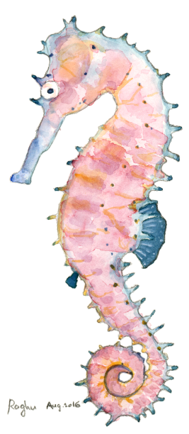 ThornySeahorse_14Aug2016