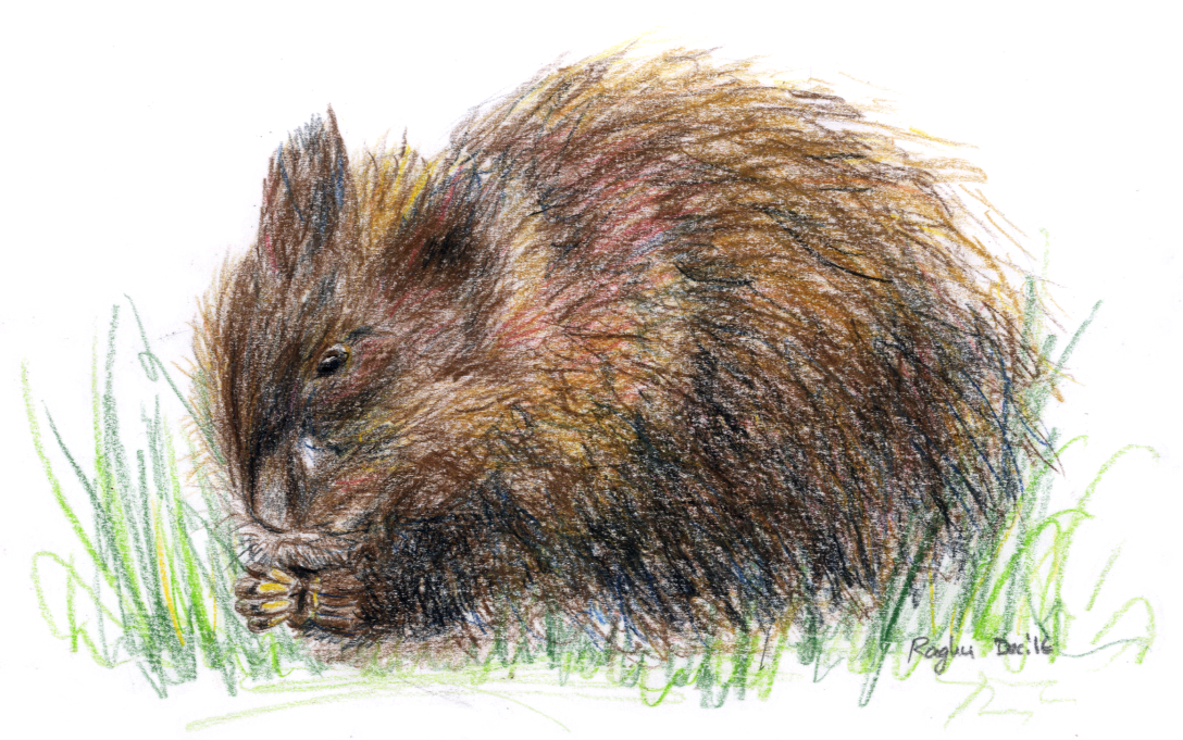 muskrat_9dec2016