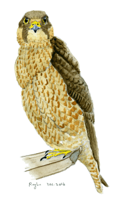 peregrine_falcon_dec2016_small