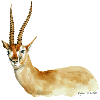 thompsons_gazelle_10feb2017