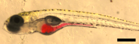 gavage2_4Sept2013_bar250um