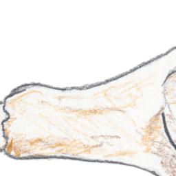 On Elephants, Oregon, Science, and Art