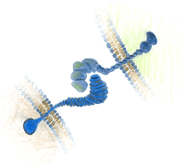 TCR_APC_adhesion_proteins_July2018
