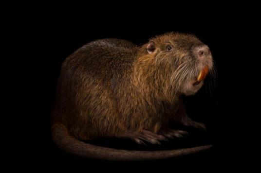 Nutria