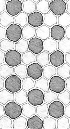 lateral_inhibition_oldDraftJuly2019_small