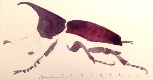 rhinoceros_beetle_inProgressDec2019.jpg
