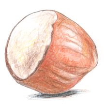 hazelnut_Feb2020