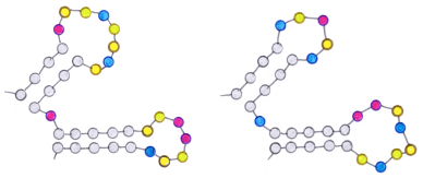 rRNA_schematic_7Oct2019
