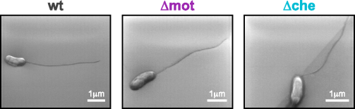 electron microscope images of bacteria