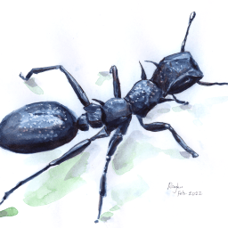 Are Ants Really So Strong? — What is biophysics? #5