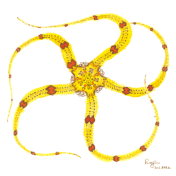 Do Sea Stars See? — What is biophysics? #11