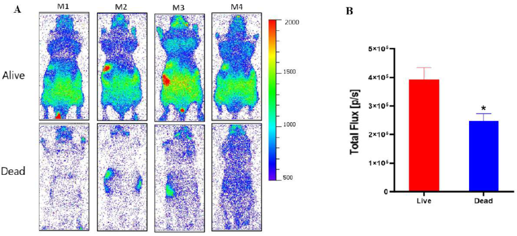 Photon emission from mice.