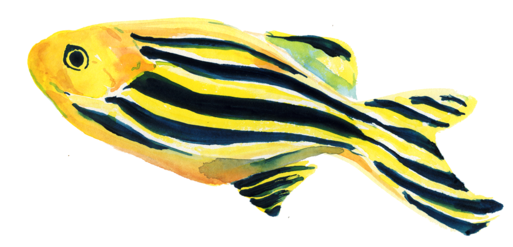 simple watercolor painting of a zebrafish